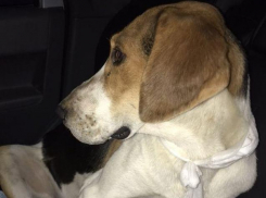 У кого в Анапе потерялся четвероногий друг?