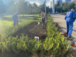 В Анапе продолжается компенсационная высадка зеленых насаждений