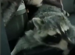  В Анапе прошла операция по спасению енота