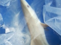 В Анапе из-за скандала с посетителями океанариума умерла акула