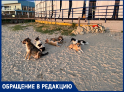 «На пляже «Фотини» в Анапе бегает свора собак – того и гляди, покусают»