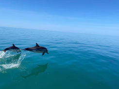 «Черное море останется без дельфинов»: они погибают из-за рыболовных сетей