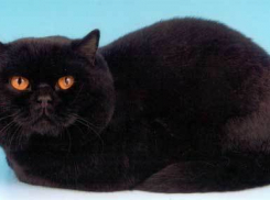  В Анапе потерялся кот по кличке Бес