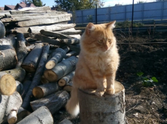 Марсик – отличный деревенский кот