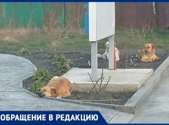 20 бродячих собак не дают спокойно жить анапчанам на улице Омелькова