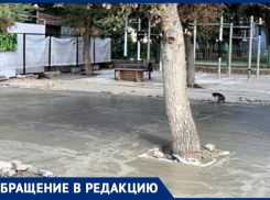 «Деревья погибнут и будет площадка для коммерции»: анапчанин о губительном для природы благоустройстве