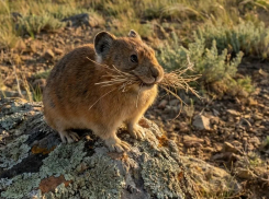 Редкий зверёк степей Анапы, который может исчезнуть