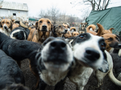 Усыплять бездомных животных в Анапе теперь можно – право принятия решения у местных властей
