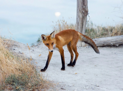Рыжая лисица: очаровательный обитатель Анапы