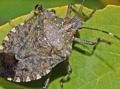В Анапе и Сочи ввели карантин по мраморному клопу