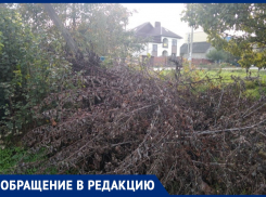 Инна Власова считает, что спиленные ветки могут стать причиной пожара в станице Анапской