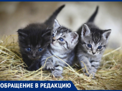 Елена Ушанкова: «Выдайте спецпропуска тем, кто помогает бездомным животным в Анапе!»    