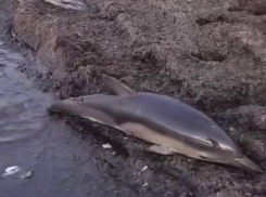 Один погиб: в Анапе произошла трагедия с дельфинами 