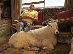 Каких животных анапчане не смогут теперь держать дома?