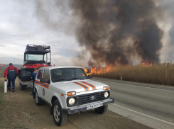 Пожар в Анапских плавнях: официальная информация