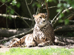 В Анапе против 29-летнего владельца леопарда возбудили уголовное дело