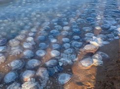 Из медуз соседствующей с Анапой акватории будут производить высокопрочный бетон