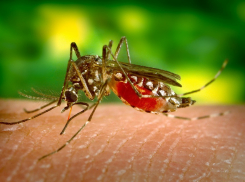 Смертельно опасное заболевание по Дону разносят комары: чего ждать в Анапе?
