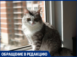 Этому городу нужен герой: анапчанин предложил сделать котов символом курорта