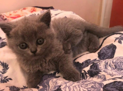 Гресальда - новый участник конкурса "Самый красивый кот Анапы"