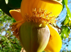 В Анапе зацвели бананы, а в окрестностях Новороссийска – крокусы