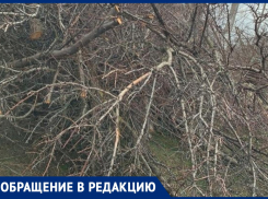Жители Анапской просят вывезти спиленные ветки с улицы Тургенева