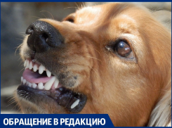 В Анапе на мужчину напала злая собака, но он нашёл секретные слова, чтобы остановить её