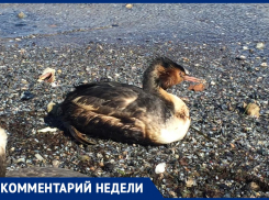 На берег моря в Анапе прибились водоплавающие птицы с черными маслянистыми перьями