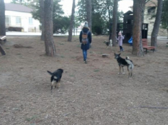 Защищать анапчан от бродячих собак с 1 марта будут по-новому