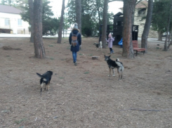 Бродячие собаки оккупировали детскую площадку в центре Анапы
