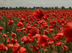 А вы знаете, где находится «Анапский Прованс»?