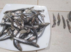 В Анапе сезон хамсы начался раньше срока