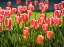 За клумбы в Анапе вновь будет отвечать «Зеленстрой»