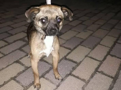 В Анапе найдена очередная «потеряшка»: собака нуждается в любви и заботе