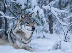 Анапчан предупреждают о появлении стаи волков 