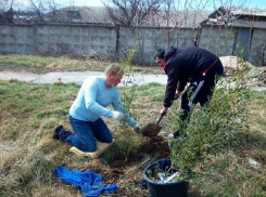На озеленение Анапы потратят 3,7 млн рублей