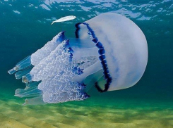 Насколько опасны медузы в Анапе?