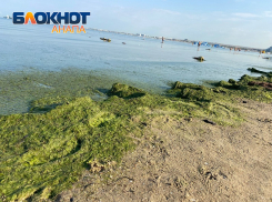 За цветущее в Анапе море туристы компенсацию не получат – эксперт