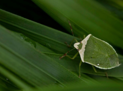 Насекомые с жутким запахом: почему клопы атакуют дома анапчан