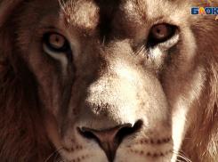 «Спасите наши души»: спустя 25 лет уникальные животные оказались на улице в Анапе