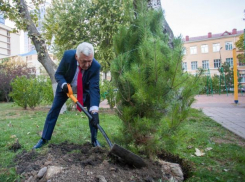 Скоро на улицах Анапы появится 440 новых деревьев