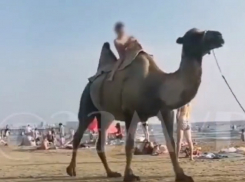 Полиция Анапы призывает не фотографироваться с животными