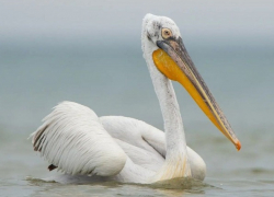 В Анапу прилетели пеликаны
