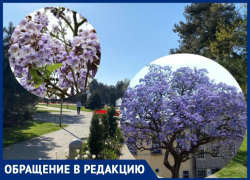 Растение павловния: анапчанин предлагает благоустроить город