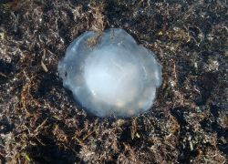 Миграция или неизвестная гибель? В Анапе произошел массовый выброс медуз на берег