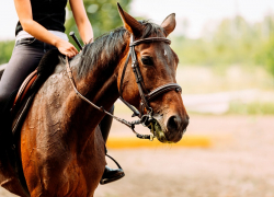 Предложено запретить использовать лошадей для зрелищных мероприятий – эхо инцидента в Анапе