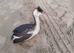 Анапская операция по спасению: как помочь выброшенным на берег моря птицам