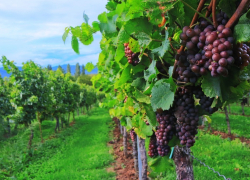  В середине 70-х Анапа давала стране по 40 тысяч тонн винограда