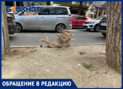 «Ребенку чуть на голову не упала»: анапчанин об обветшалых соснах на улице Ленина