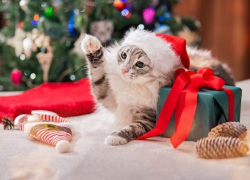 В Новый мяу-год у кошек в Анапе возможны ливни